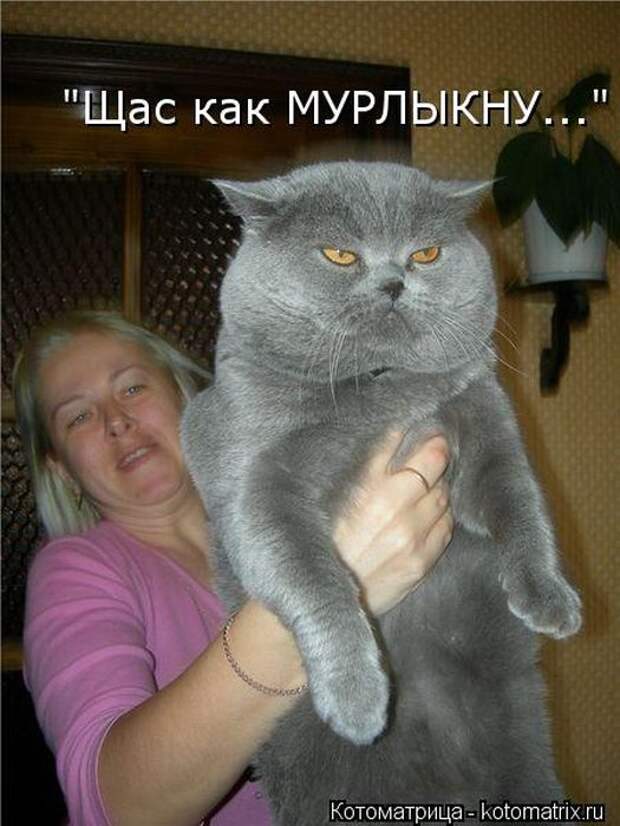 Котоматрицы(картинки с надписями)