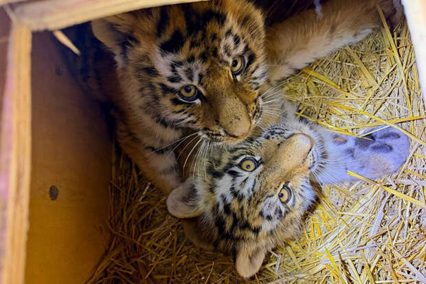 Амурский тигр: в Приморье спасли тигрят, оставшихся без матери из-за браконьеров