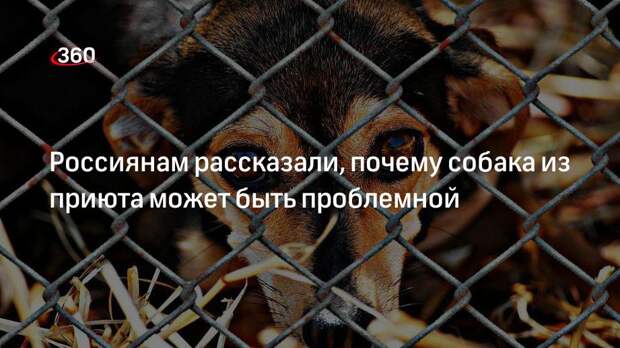 Зоозащитник Базаркина: при выборе собаки в приюте стоит взять с собой кинолога