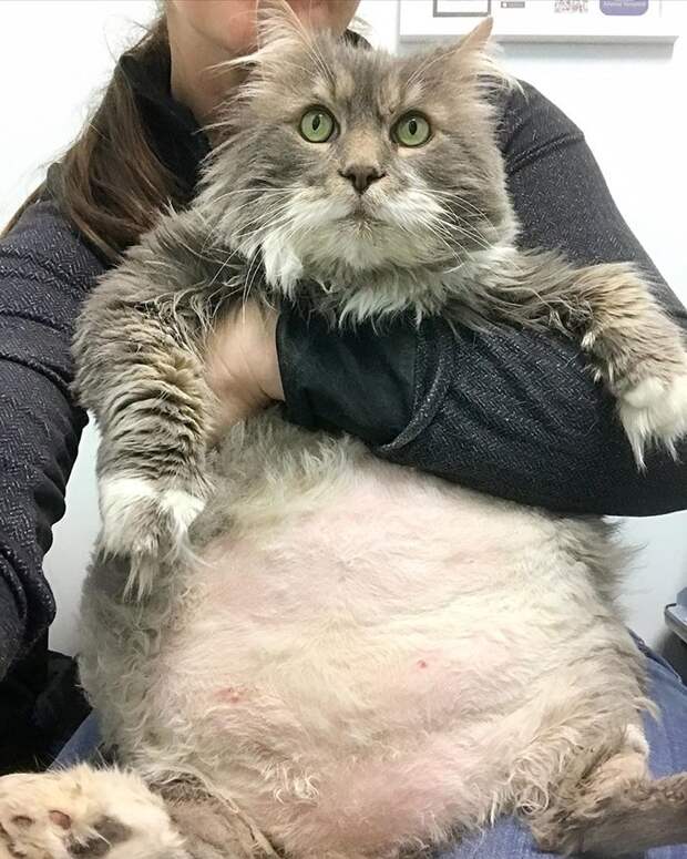 Уилфорд - котик весом 13 кг, худеет, чтобы найти новых хозяев