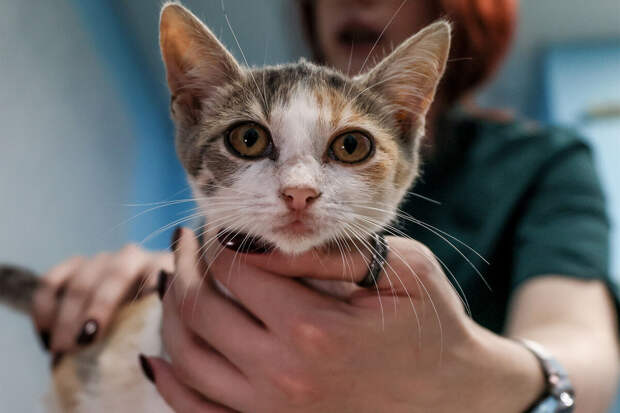 Госдума рассмотрит введение обязательной маркировки домашних животных