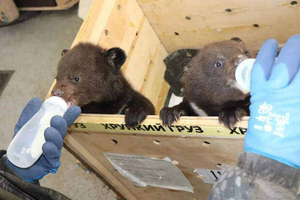 Двух медвежат из Приморского края отправили в Новосибирский зоопарк