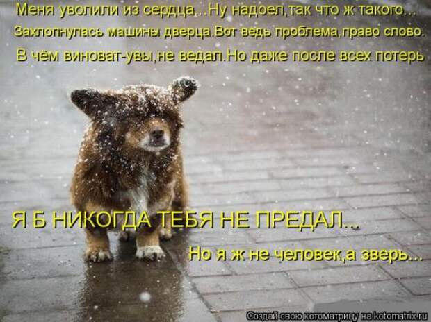 Котоматрицы(картинки с надписями)