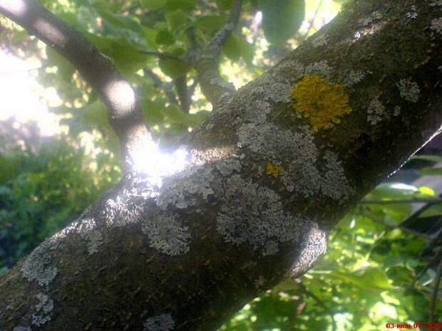 Болезни яблонь лишайник. Плесень на яблоне на стволе. Сажистый грибок на яблоне. Мучнистая роса на яблоне. Яблонная тля на яблоне.