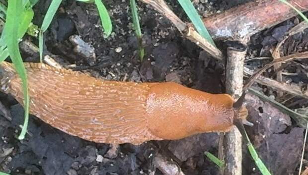 Огромные слизни-вредители проснулись в Ленобласти