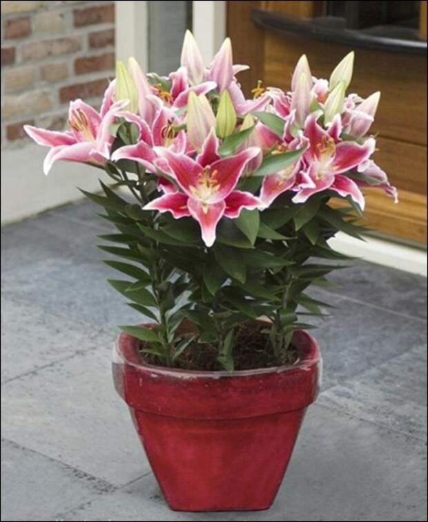 clip_image007