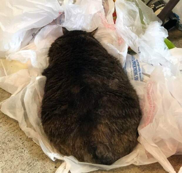 Коты повели себя очень странно, но смешно