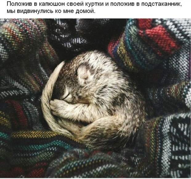 Cпасение крохотного бельчонка спасение, бельчонок, зверек, погибель