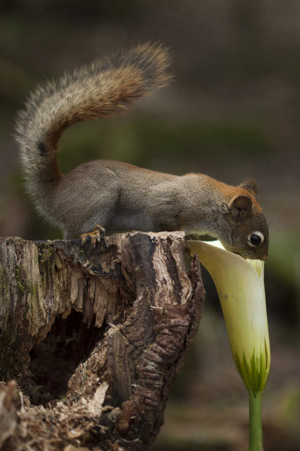 Фотография забавная жизнь белок Andre Villeneuve Фотография забавная жизнь белок Andre Villeneuve