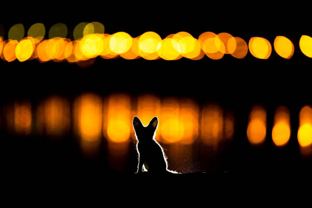 Аравийская красная лисица