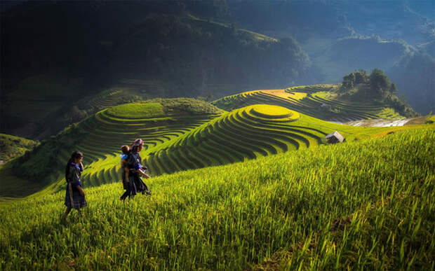 Рисовые поля во Вьетнаме: изумрудная красота террас