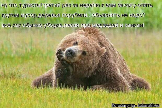 Котоматрица: ну что,туристы!третий раз за неделю к вам захожу-опять кругом мусор,деревья порубили...объяснять не надо? всё,как обычно:уборка,песня про мед