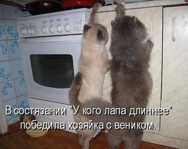 Котоматрицы (50 штук) Котоматрицы (50 штук)