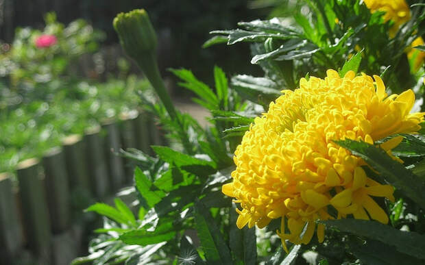 0_8b88c_2a10f887_XL (700x437, 360Kb)