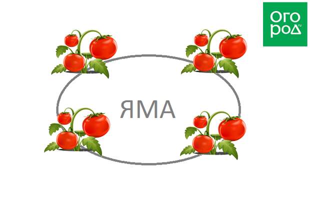 Схема посадки помидоров