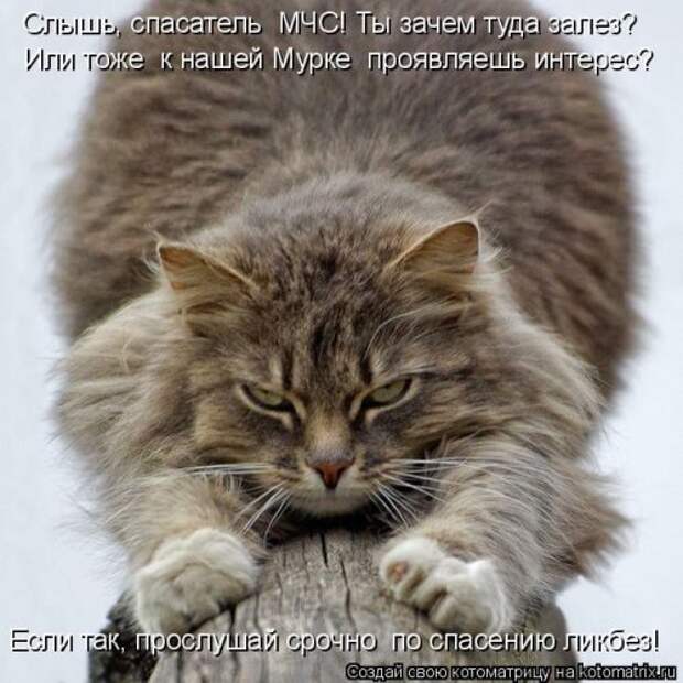 Новая котоматрица (30 фото)