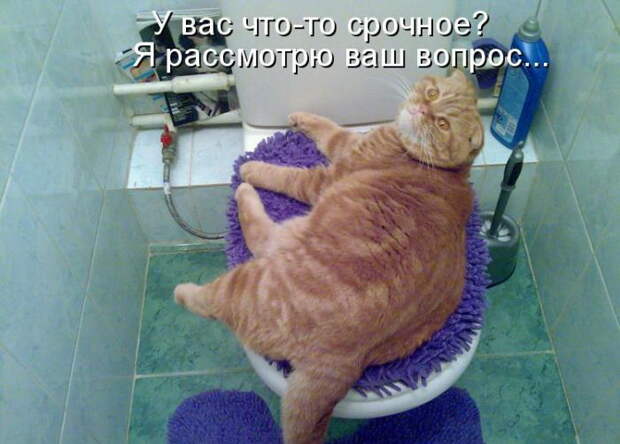 Котоматрицы (50 штук) Котоматрицы (50 штук)