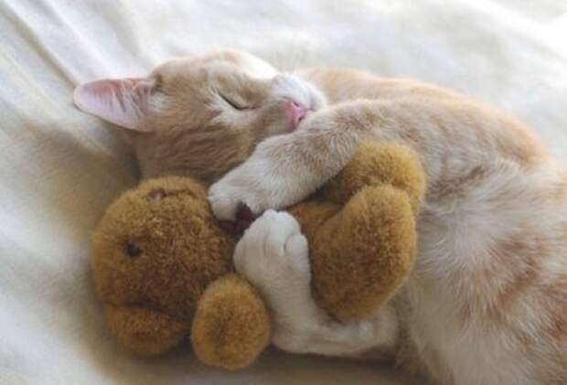 Кошачьи обнимашки
