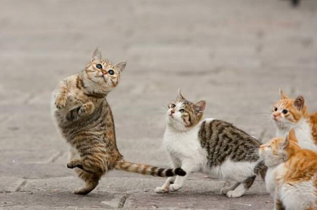 Танцующие коты поднимут вам настроение!