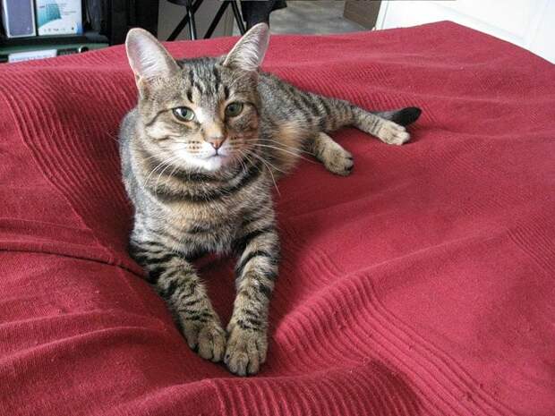 Cat