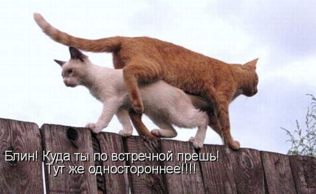 Котоматрицы (50 штук) Котоматрицы (50 штук)