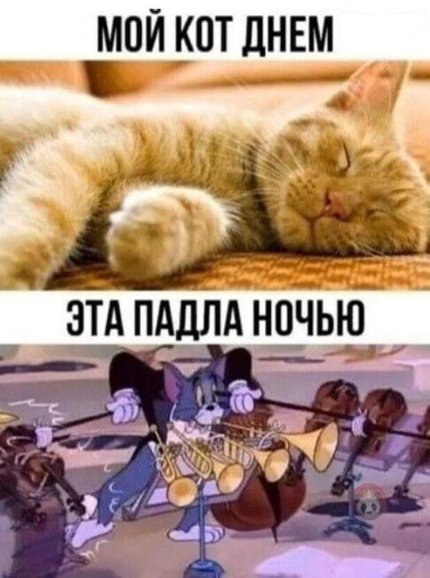 Самые смешные свежие картинки с надписями (четверг)