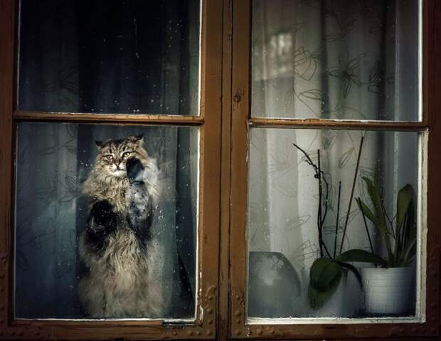 7238660-R3L8T8D-650-cat-waiting-window-7