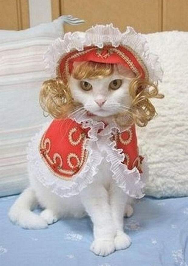 Одежда для кошек