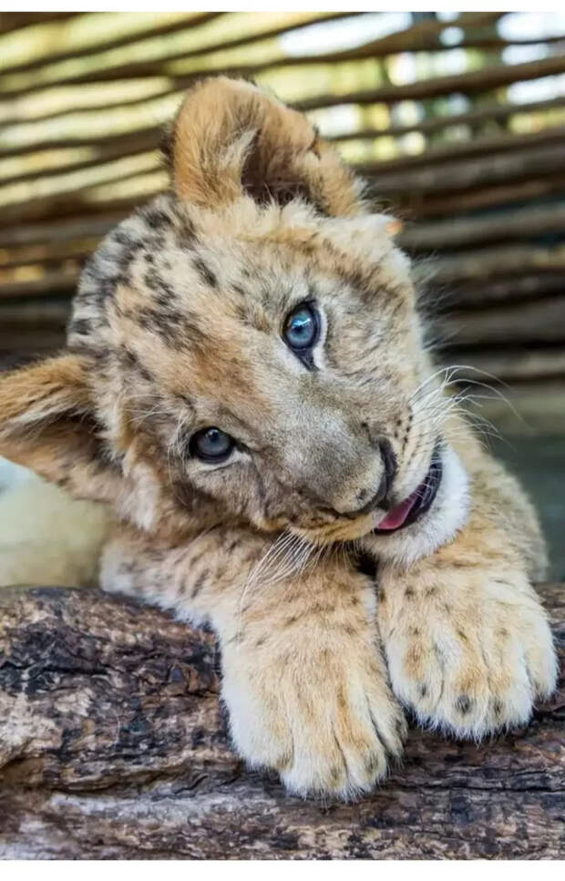 Маленькие большие кошки Большие кошки, Милота, Детеныш, Хищник, Животные, Дикие животные, Лев, Леопард, Гепард, Тигр, Пантера, Пума, Снежный барс, Ягуар, Манул, Каракал, Рысь, Фотография, Длиннопост