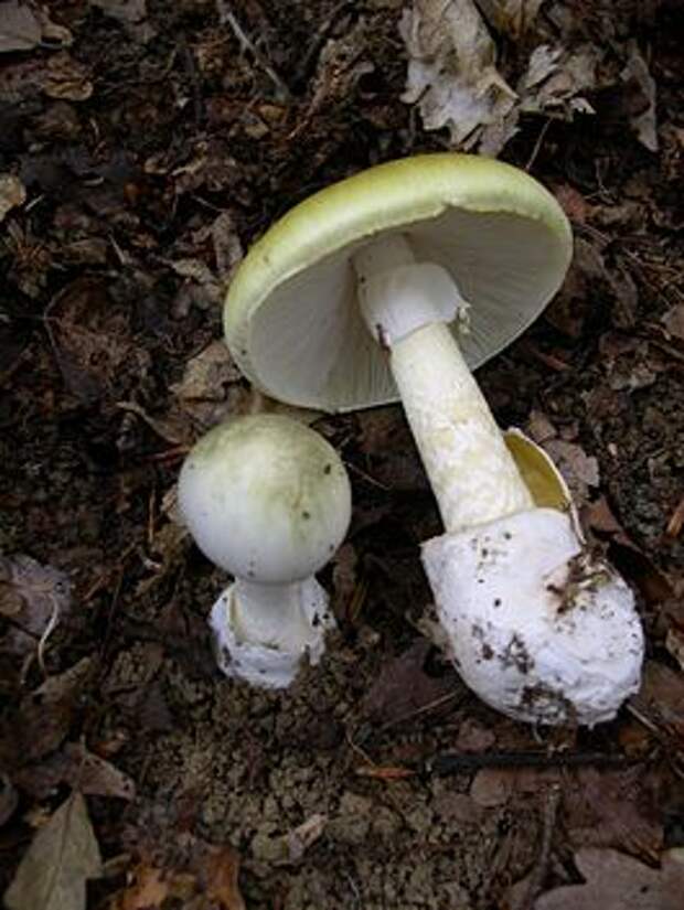 Amanita phalloides 1.JPG