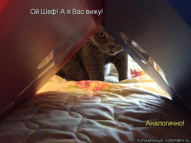 Лучшие котоматрицы недели (50 фото)