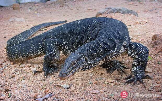 Самые большие ящерицы: Varanus salvator