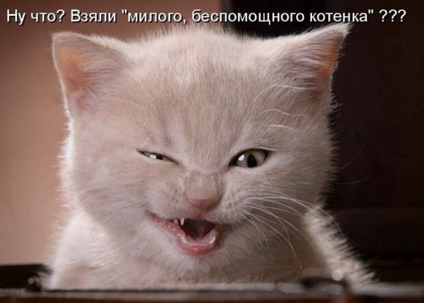 Котоматрицы (50 штук)
