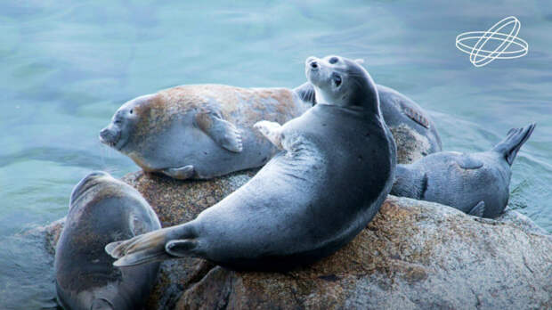Глобальное потепление может навредить потомству байкальских нерп, однако ученые надеются на их адаптацию
