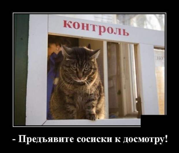 Кошачьи демотиваторы демотиваторы, коты, юмор