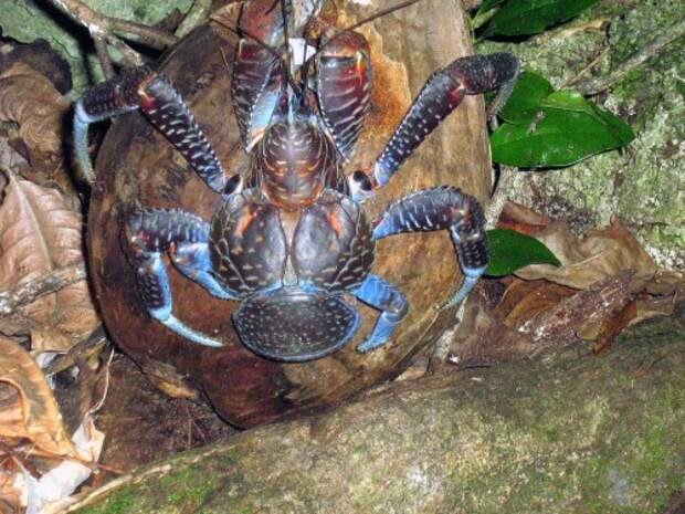 Пальмовый вор или кокосовый краб (лат. Birgus latro) (англ. Coconut crab)