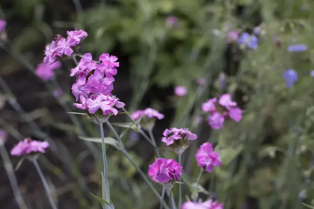 Самарские ученые задумались о создании космического ковчега семян растений