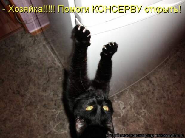 Свежая котоматрица для всех (38 фото)