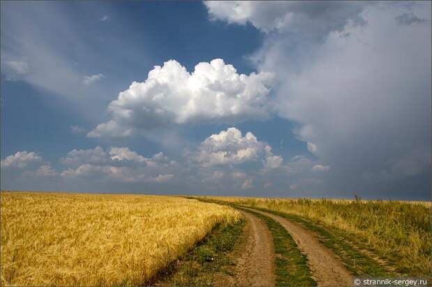 Золото лета: природа в августе — пшеничные и ячменные поля фото