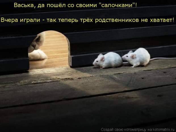 Лучшие котоматрицы недели (50 фото)