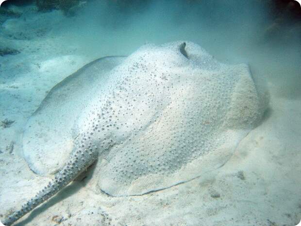 Скат-дикобраз (лат. Urogymnus asperrimus)