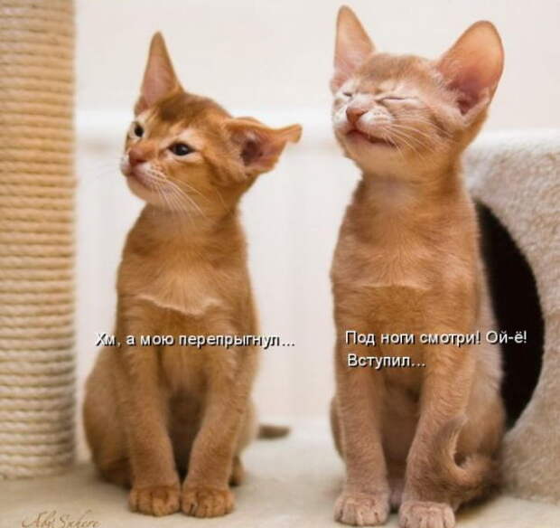 Котоматрицы (50 штук) Котоматрицы (50 штук)