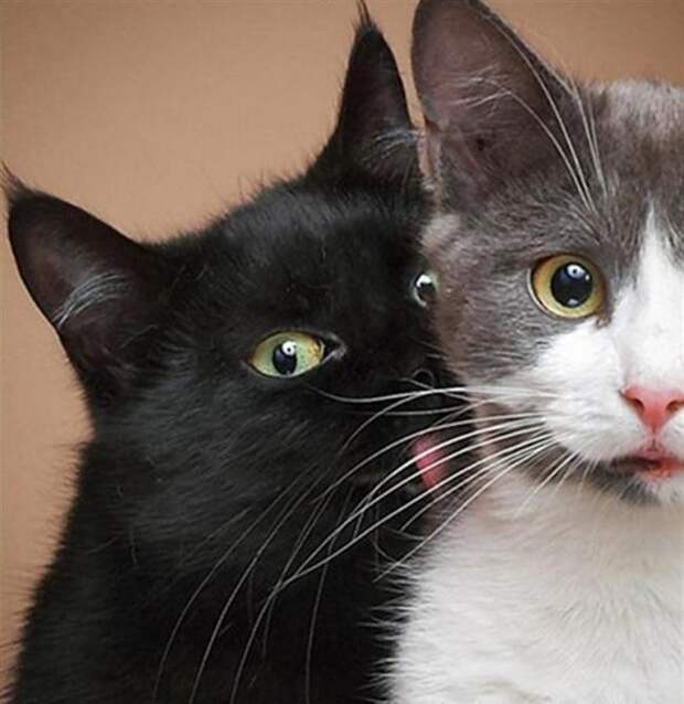 Неотразимые котэ