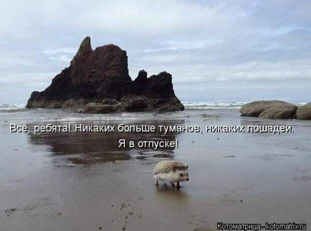 Котоматрицы(картинки с надписями)