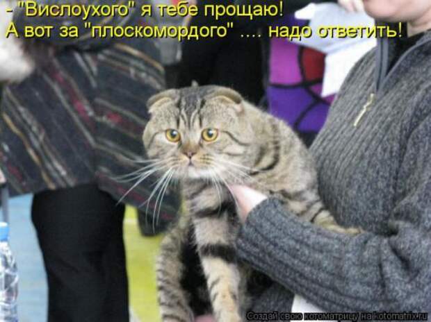 Котоматрицы(картинки с надписями)