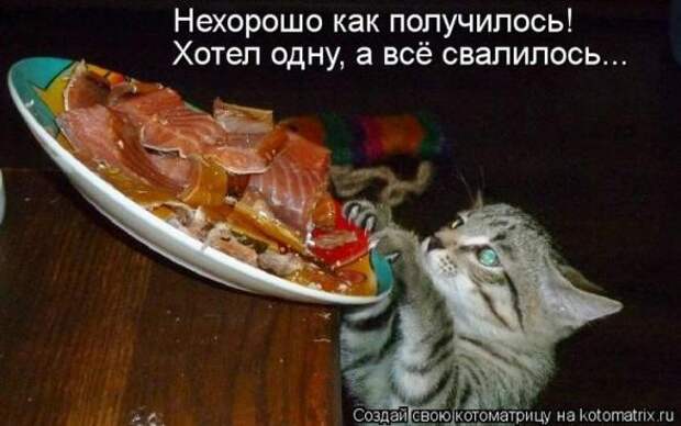 Котоматрицы (картинки с надписями)