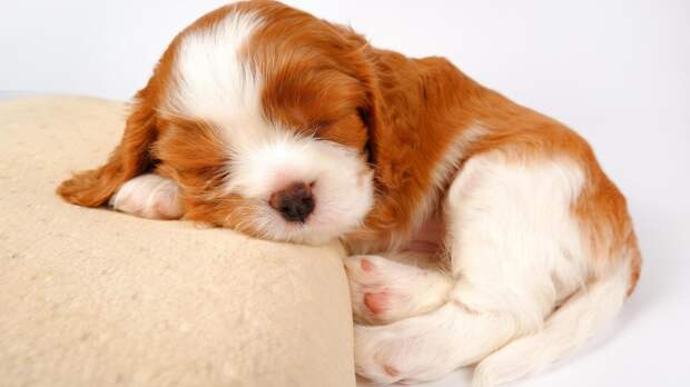 «Щенячьи лапки» и другие секреты сна: что о нас говорит поза, в которой мы засыпаем