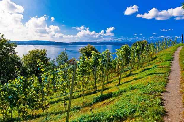 Vineyards, the medieval city of Meersburg on Lake Constance (Bodensee), Baden-Wrttemberg, Germany
