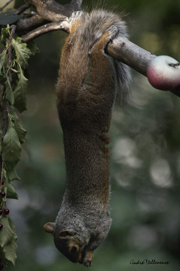 Фотография забавная жизнь белок Andre Villeneuve Фотография забавная жизнь белок Andre Villeneuve