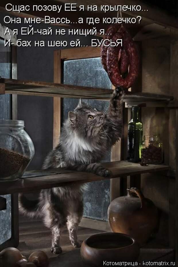 Лучшие котоматрицы недели
